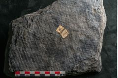 Foto (Detailansicht) von Syringodendron cyclostigma Brongniart (NHMW-GEO-2024-0188-11115)
